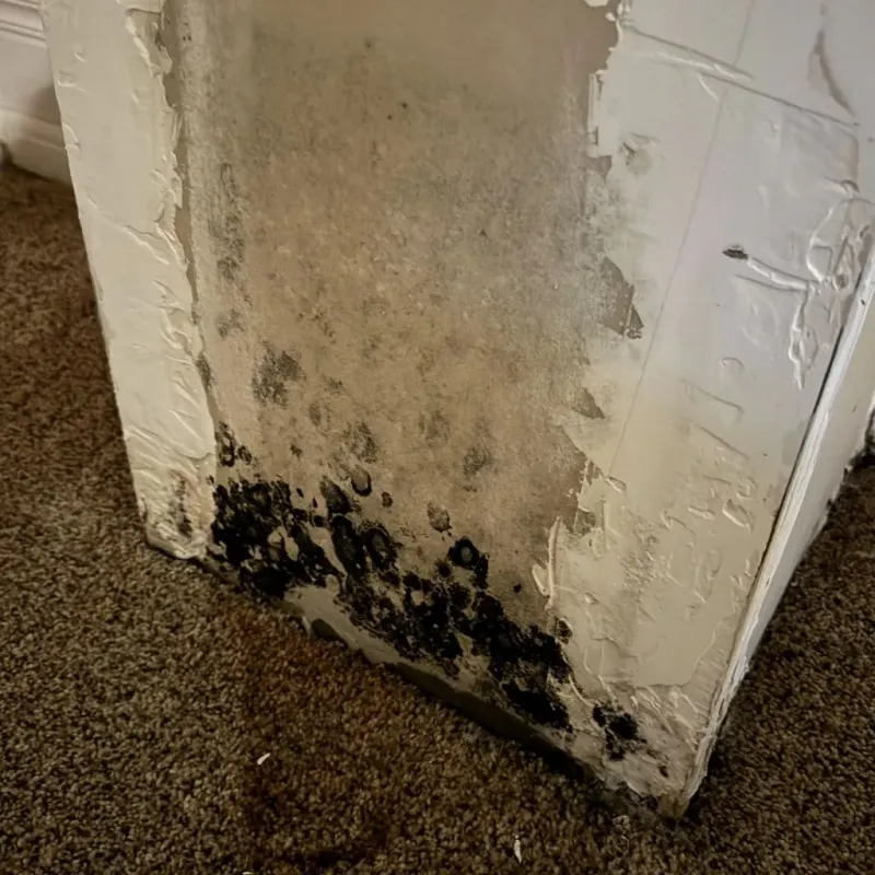 Professional Mold Removal in Warsaw, NC